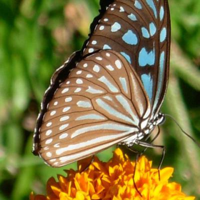 Faunaflora04